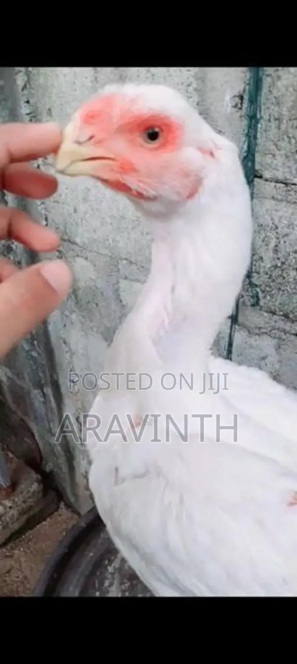 Parrot Beak Long Tail Rooster
