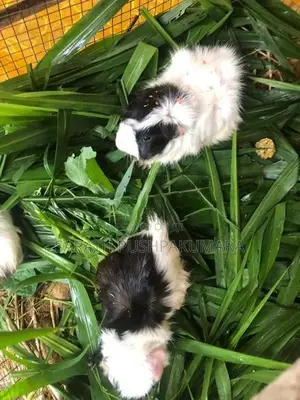 Guinea Pigs