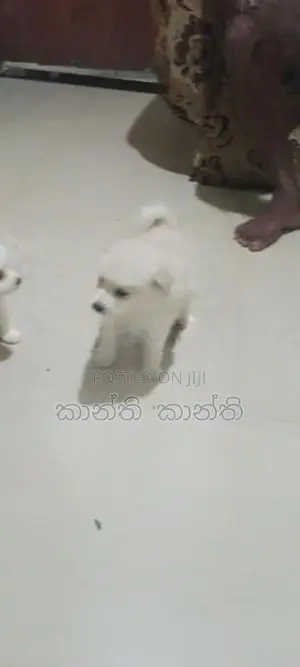 pomaneriyan
