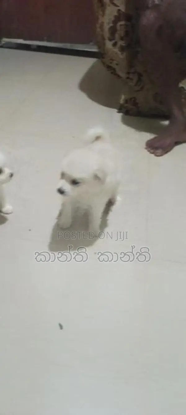 pomaneriyan