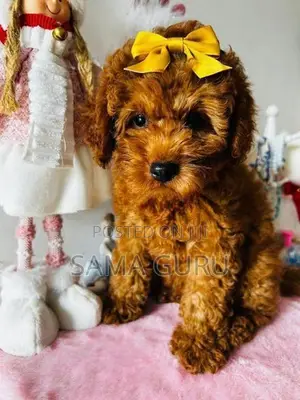 Toy poodle puppy