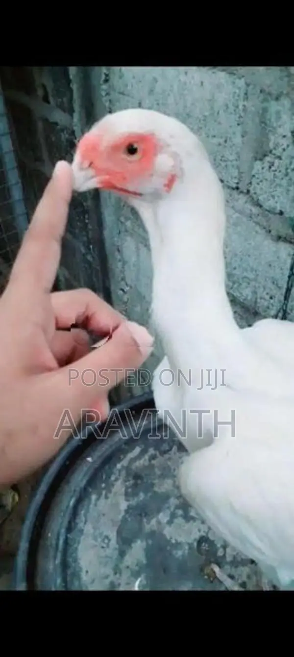 Parrot Beak Long Tail Rooster