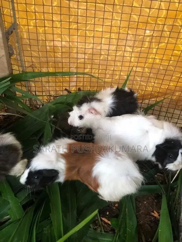 Guinea Pigs