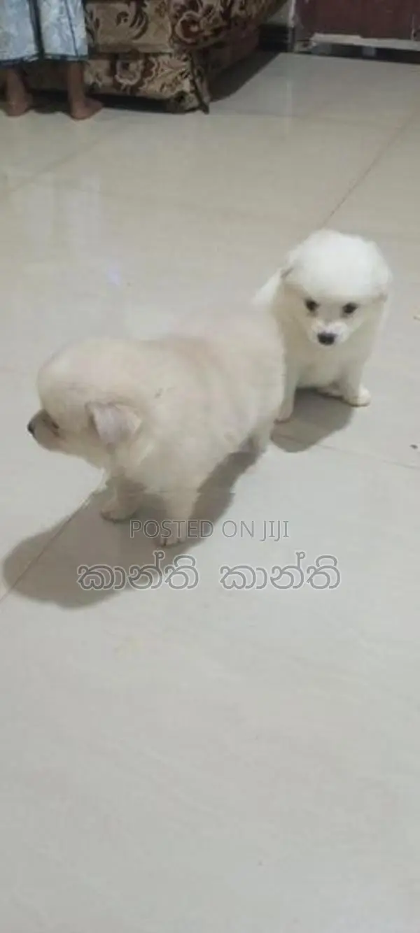 pomaneriyan