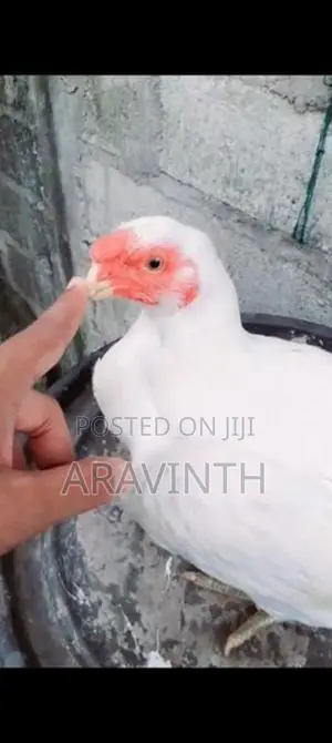 Parrot Beak Long Tail Rooster