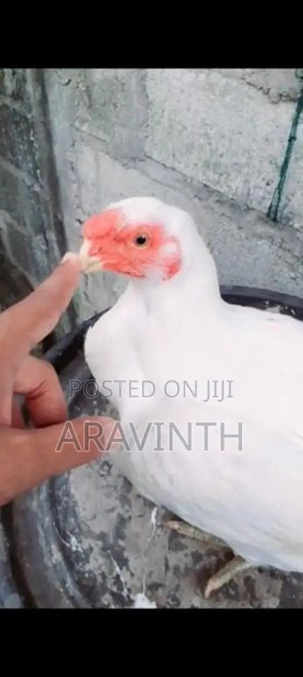 Parrot Beak Long Tail Rooster