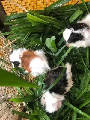 Guinea Pigs