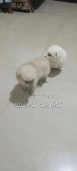 pomaneriyan
