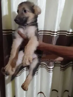 German shepherd