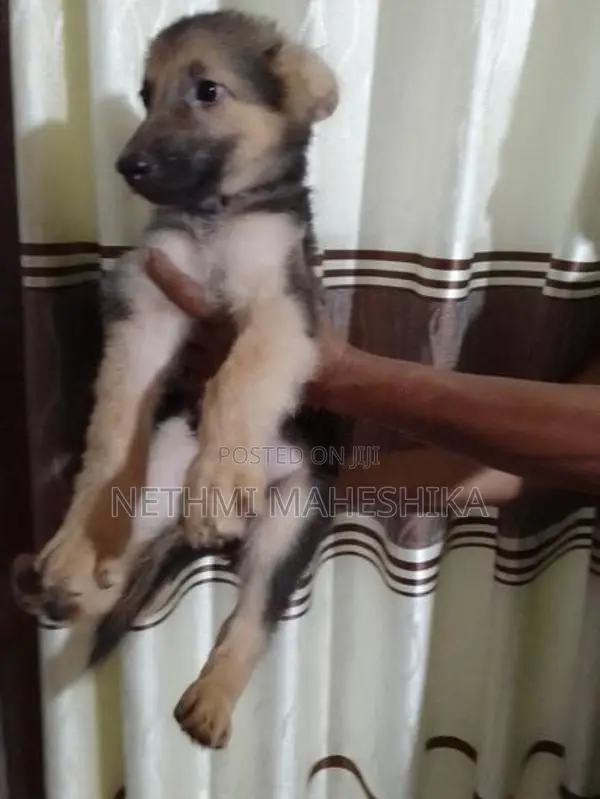 German shepherd