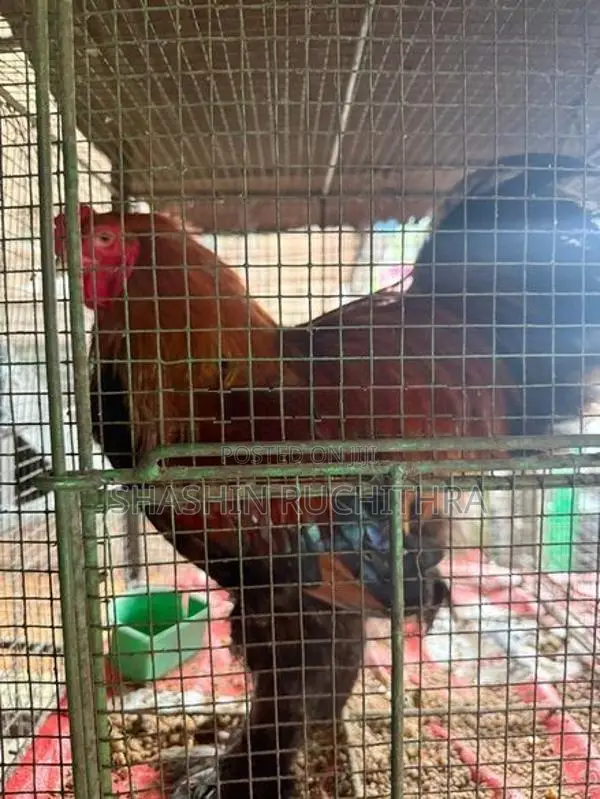 Brahma Kukulo Kikiliyan