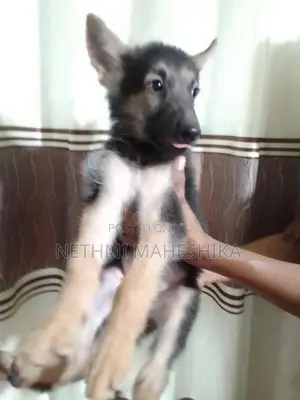 German shepherd