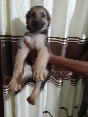 German shepherd