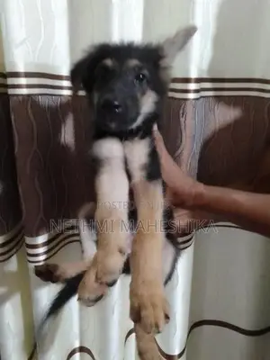 German shepherd
