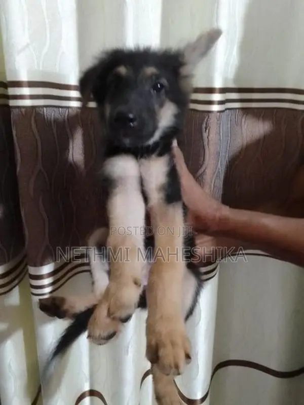 German shepherd