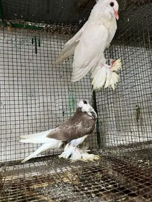Pigeons