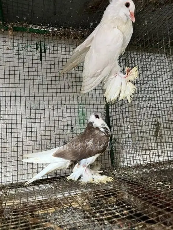 Pigeons