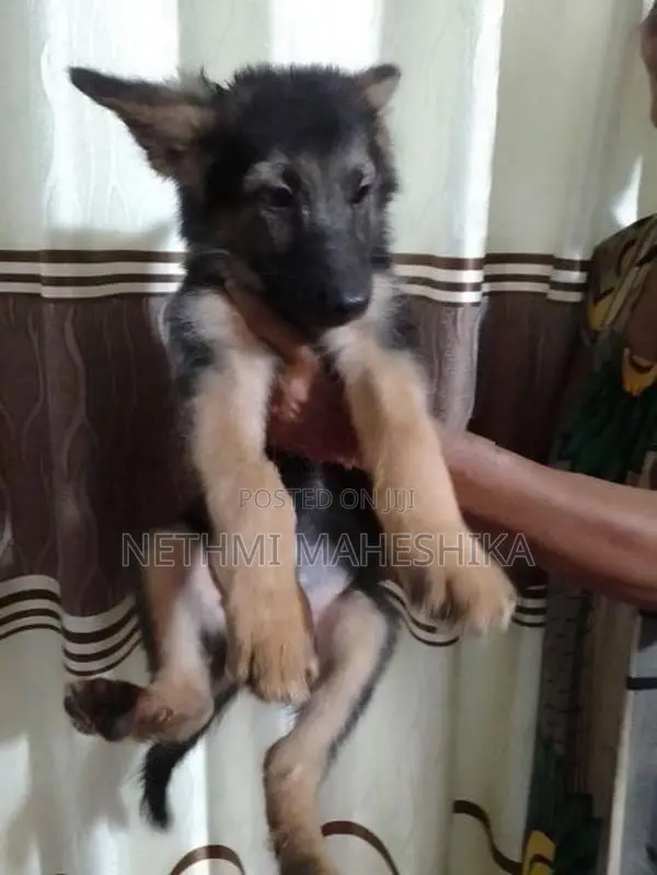 German shepherd