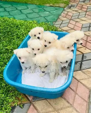 Lion Pomeranian