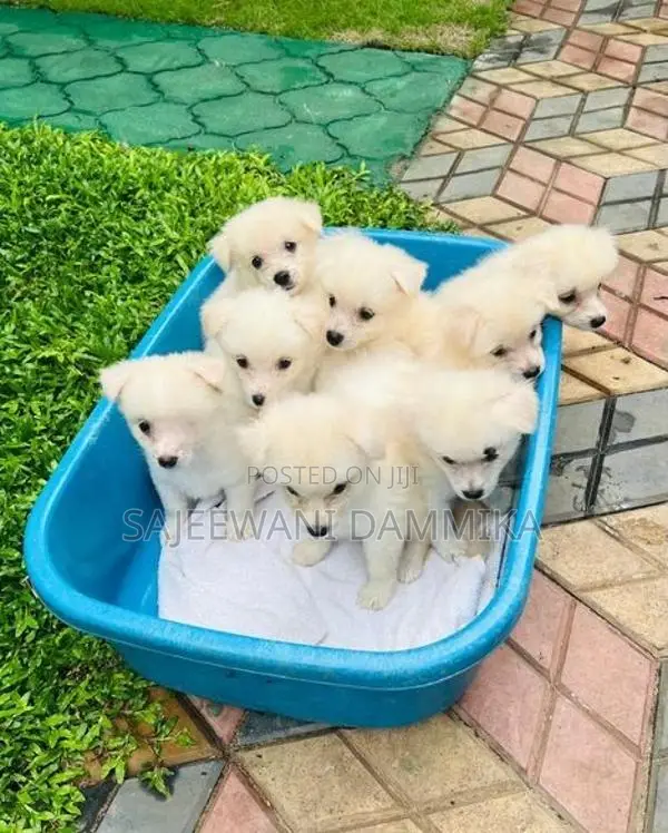 Lion Pomeranian