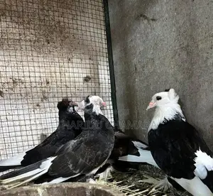 Pigeons