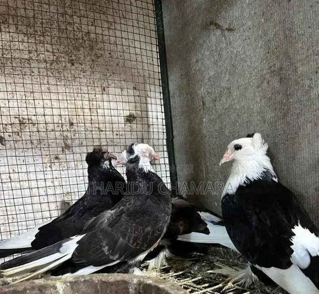 Pigeons