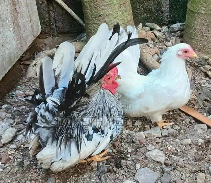 Japanese Bantam