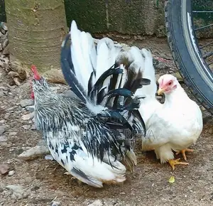 Japanese Bantam