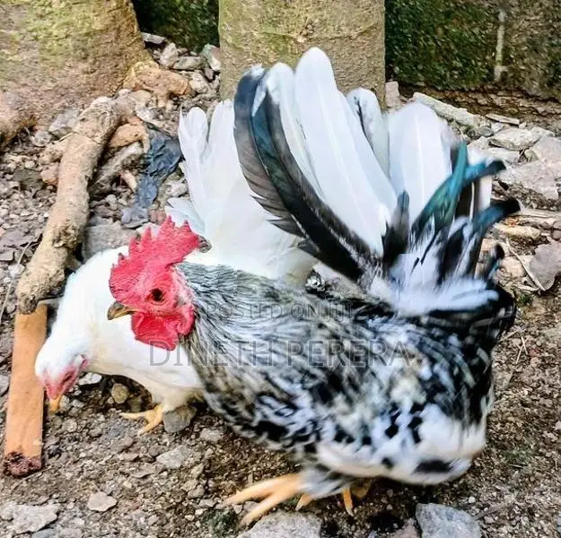 Japanese Bantam
