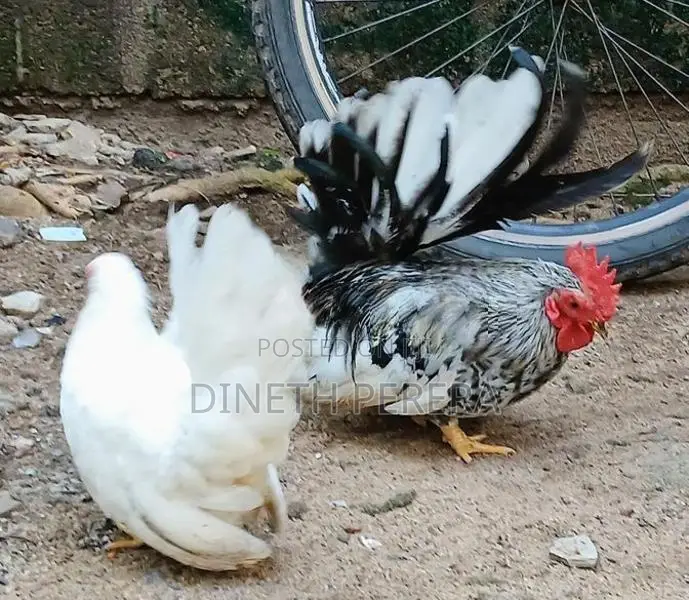 Japanese Bantam
