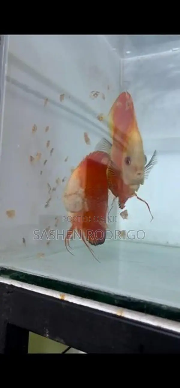 Discus Fish