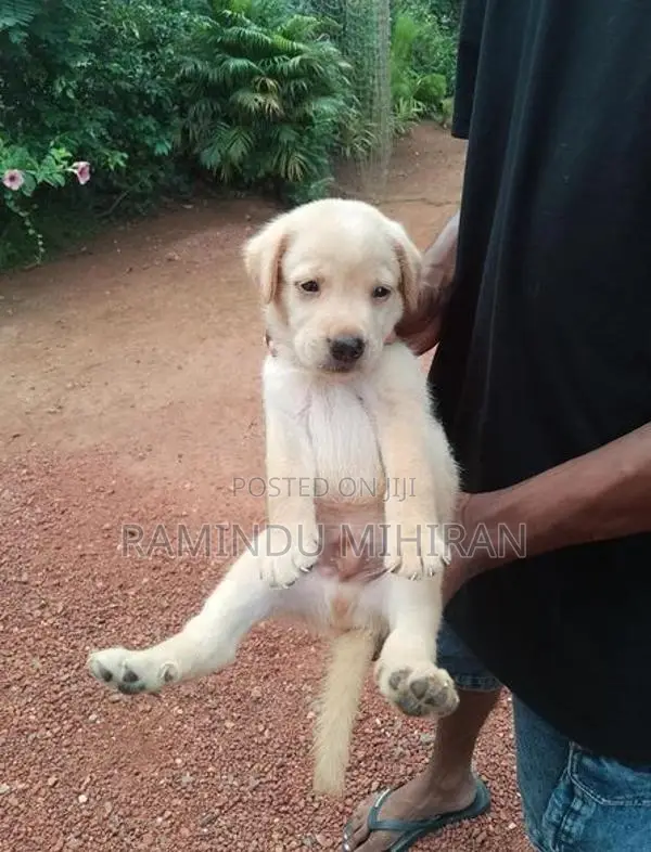 Labrador Puppy