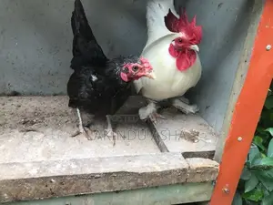OEG Bentam Breeding Pair