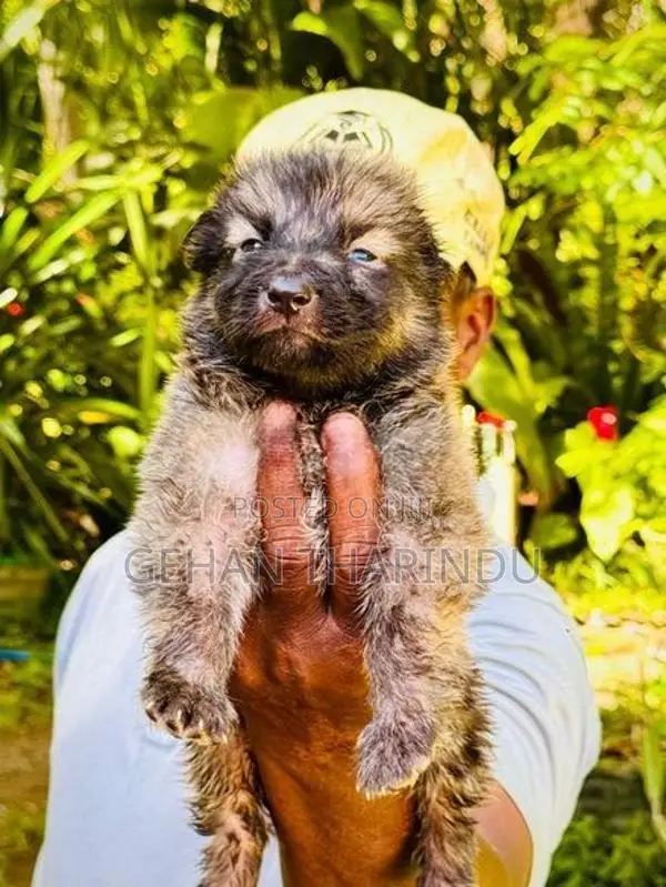 Lion Shepherd Female Puppy