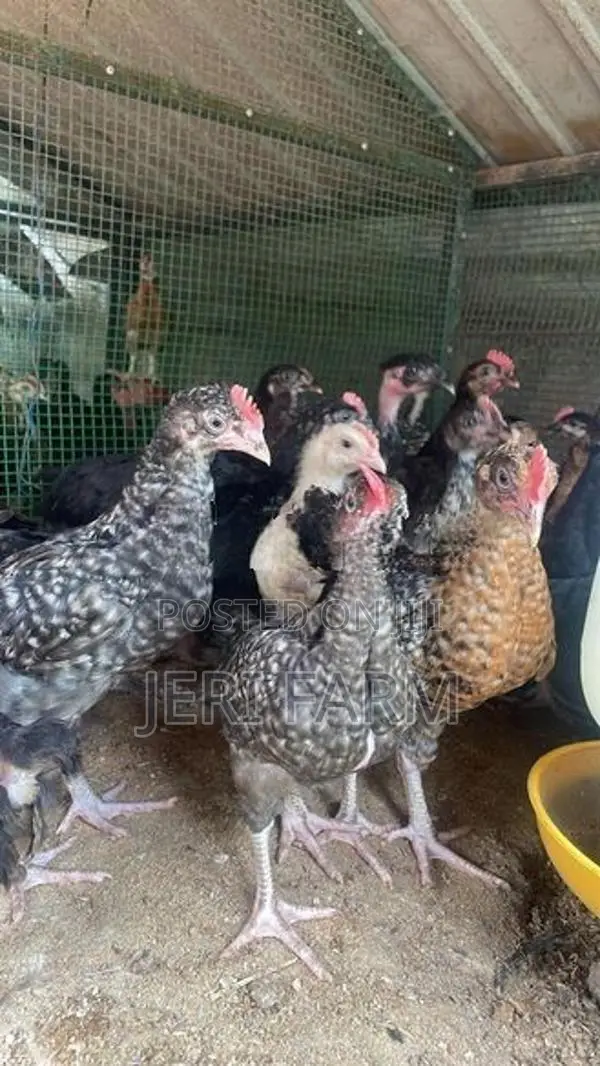 இரண்டு மாத ஊர் கோழிகுஞ்சு