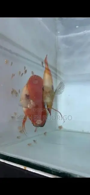 Discus Fish