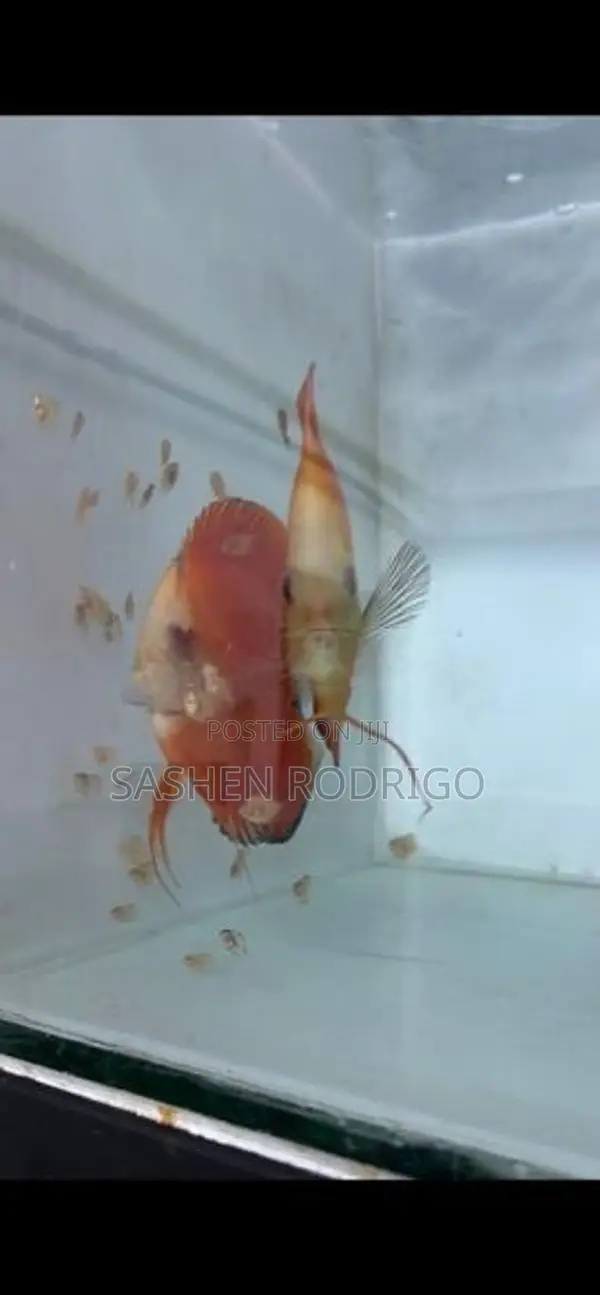 Discus Fish