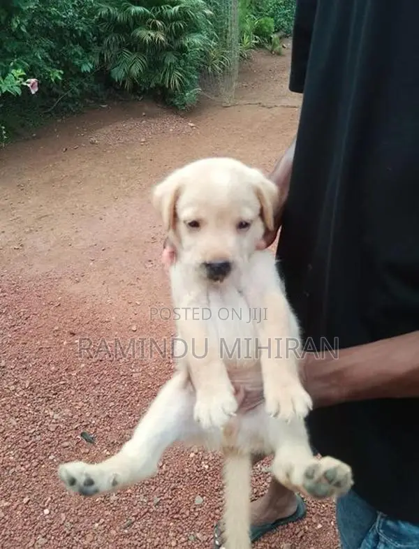 Labrador Puppy