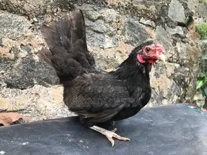 OEG Bentam Breeding Pair