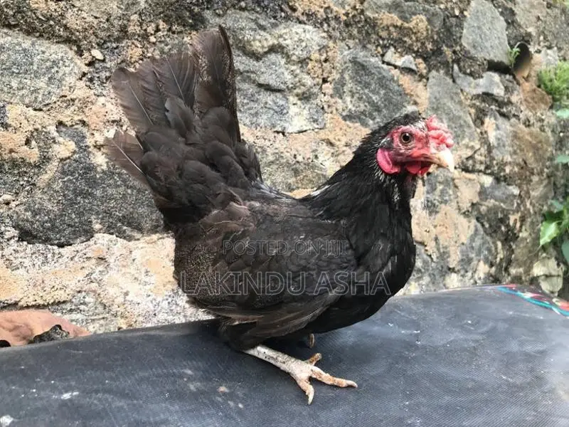 OEG Bentam Breeding Pair