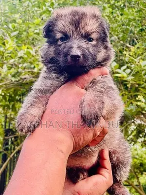 Lion Shepherd Female Puppy