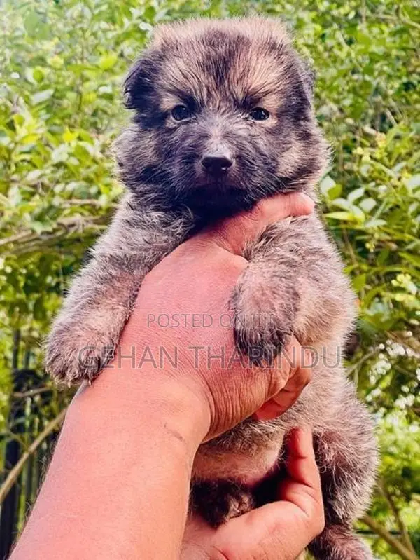 Lion Shepherd Female Puppy