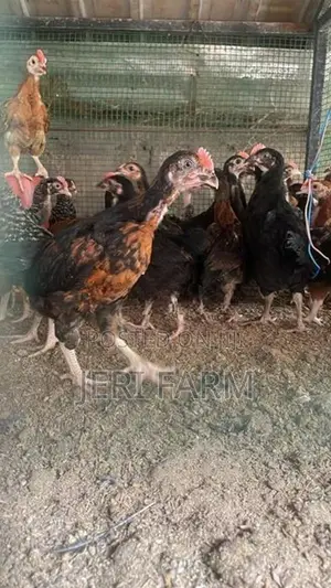 இரண்டு மாத ஊர் கோழிகுஞ்சு