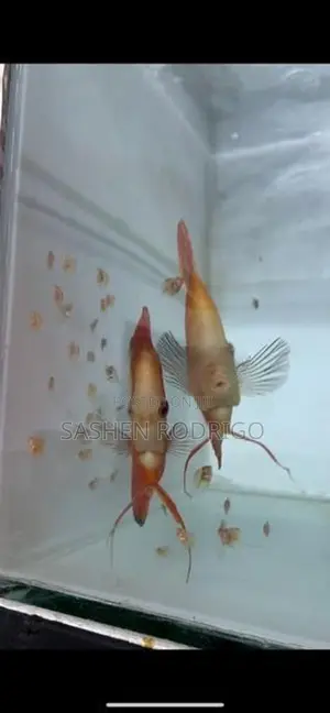 Discus Fish