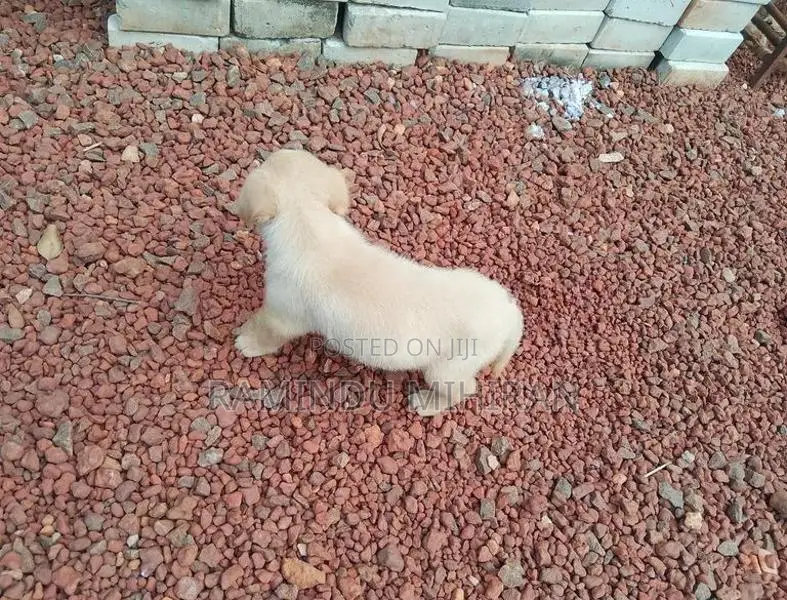 Labrador Puppy