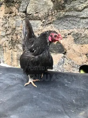 OEG Bentam Breeding Pair