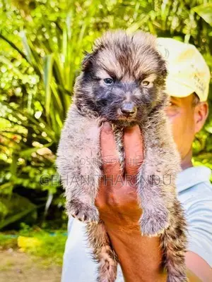 Lion Shepherd Female Puppy