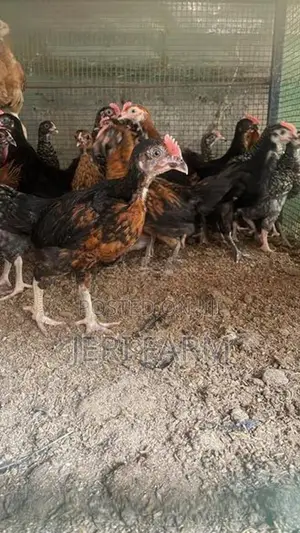 இரண்டு மாத ஊர் கோழிகுஞ்சு