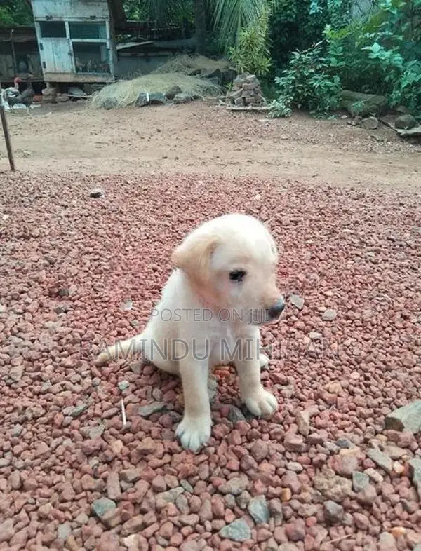 Labrador Puppy