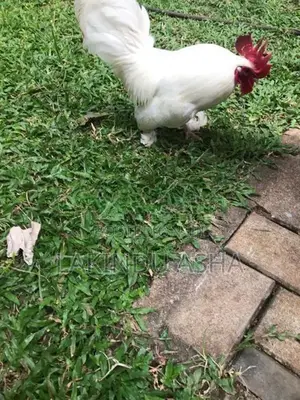 OEG Bentam Breeding Pair